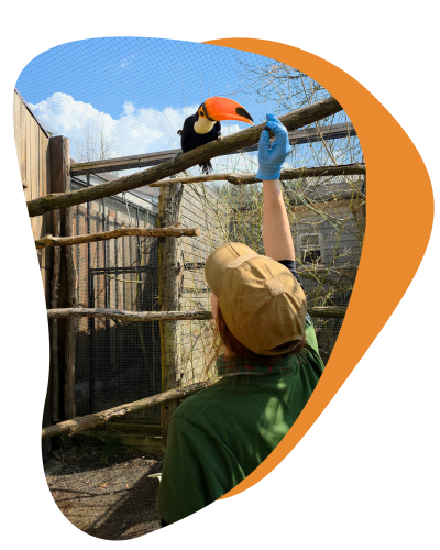 pokazowe karmienie tukanów